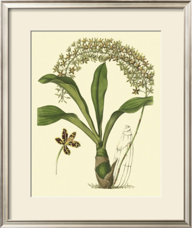 Antique Orchid Study Iv by Syndenham Edwards Pricing Limited Edition Print image