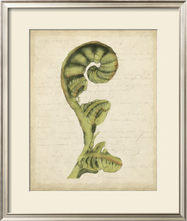 Fiddlehead Ferns I by Jennifer Goldberger Pricing Limited Edition Print image