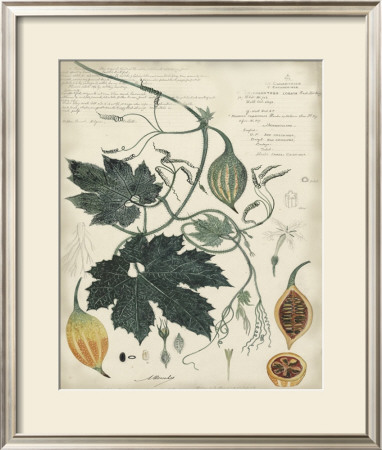 Botanical I by A. Descubes Pricing Limited Edition Print image