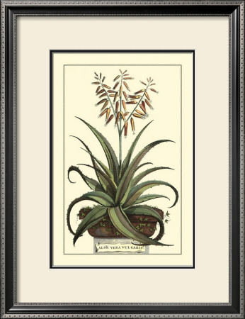 Antique Munting Aloe Iii by Abraham Munting Pricing Limited Edition Print image