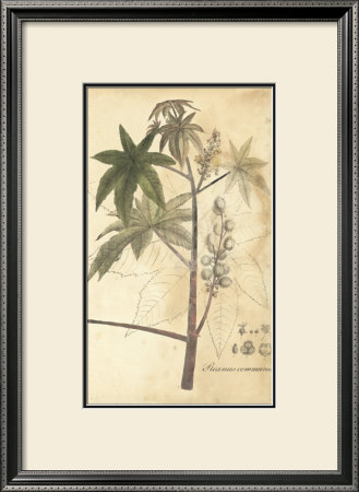 Botanica Ii by Ludwig Van Houtte Pricing Limited Edition Print image