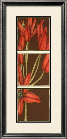 Regal Lily Ii by Jennifer Goldberger Pricing Limited Edition Print image