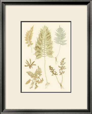 Fern Impressions Ii by Henry Bradbury Pricing Limited Edition Print image