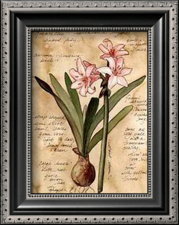 Amaryllis by Carol Robinson Pricing Limited Edition Print image