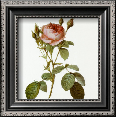 Roses I by Pierre-Joseph Redoute Pricing Limited Edition Print image