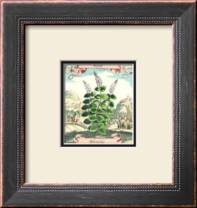 Mint by Johann Theodore De Bry Pricing Limited Edition Print image