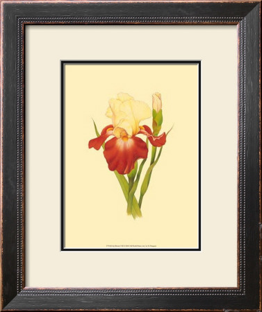 Iris Bloom Viii by M. Prajapati Pricing Limited Edition Print image