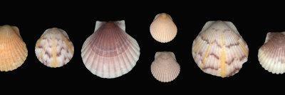 A Variety Of Scallop Shells by Josie Iselin Pricing Limited Edition Print image