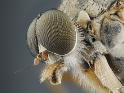 Head Of The Down-Looker Fly Or Snipe Fly (Rhagio Scolopacea) by Wim Van Egmond Pricing Limited Edition Print image