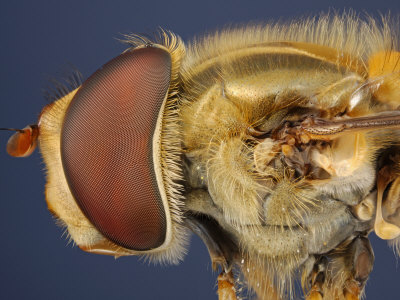 Head And Thorax Of A Hover-Fly, Episyrphus Sp. Note The Rudimentary Hind Wing, The Haltere by Wim Van Egmond Pricing Limited Edition Print image