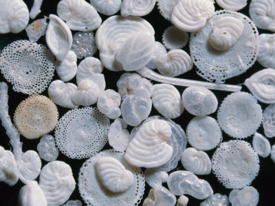 A Variety Of Foraminifera From The Ocean Floor Of The Mediterranean Sea by Wim Van Egmond Pricing Limited Edition Print image