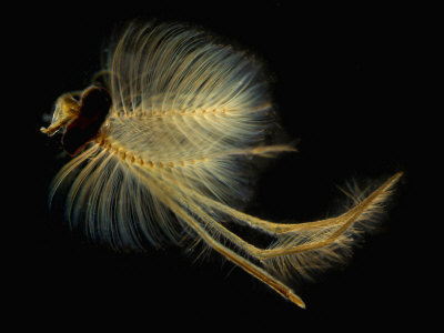 Male Mosquito Head. Darkfield Lm by Wim Van Egmond Pricing Limited Edition Print image