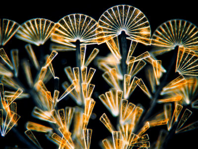 Licmophora Flabellata, A Sessile Diatom by Wim Van Egmond Pricing Limited Edition Print image