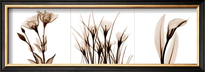 Sepia Floral Iv by Albert Koetsier Pricing Limited Edition Print image