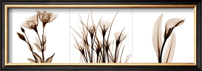 Sepia Floral Iv by Albert Koetsier Pricing Limited Edition Print image