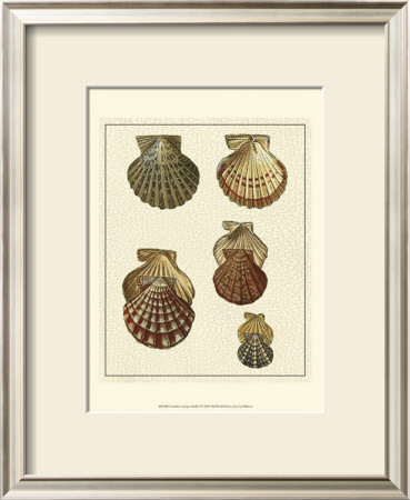 Crackled Antique Shells I by Denis Diderot Pricing Limited Edition Print image