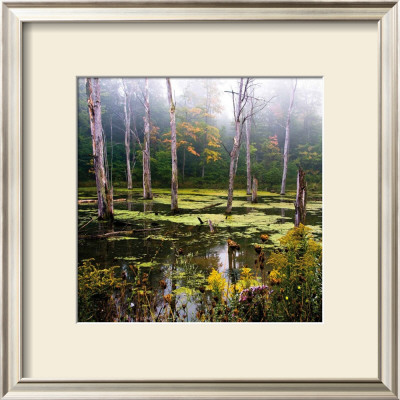 A Misty Morning Ii by Rick Schimidt Pricing Limited Edition Print image
