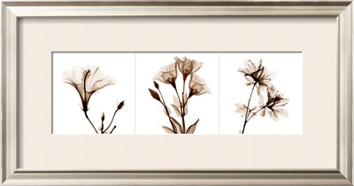 Sepia Floral I by Albert Koetsier Pricing Limited Edition Print image