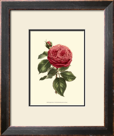 Magnificent Rose V by Ludwig Van Houtte Pricing Limited Edition Print image