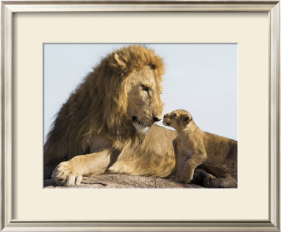 Lion Cub And Male Adult, Kenya by Suzi Eszterhas Pricing Limited Edition Print image