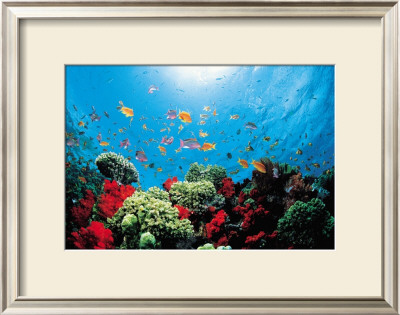 Aquarium by Federico Busonero Pricing Limited Edition Print image