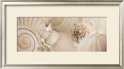 Shells I by Jan Lens Pricing Limited Edition Print image
