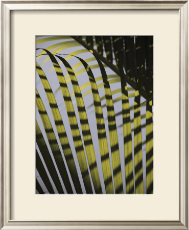 Palm Tree, Dominic Republic by Lisa S. Engelbrecht Pricing Limited Edition Print image
