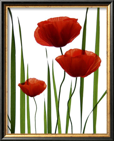 Poppies by Lieven Coppieters Pricing Limited Edition Print image