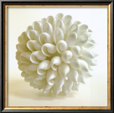 Shell Iii by Darlene Shiels Pricing Limited Edition Print image