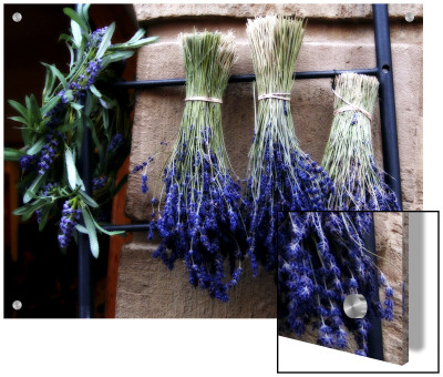 Bunches Of Cut Lavender Hung Upsidedown To Dry by I.W. Pricing Limited Edition Print image