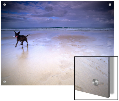 Dog On Beach With Surfers In Background, St Ives, Cornwall, England, Uk by M.N. Pricing Limited Edition Print image