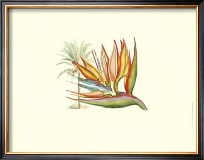 Bird Of Paradise I by Sydenham Teast Edwards Pricing Limited Edition Print image