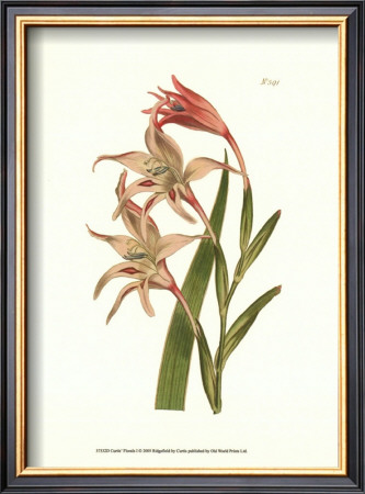 Curtis Floral I by Samuel Curtis Pricing Limited Edition Print image