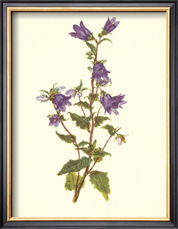 Bellflower by Moritz Michael Daffinger Pricing Limited Edition Print image
