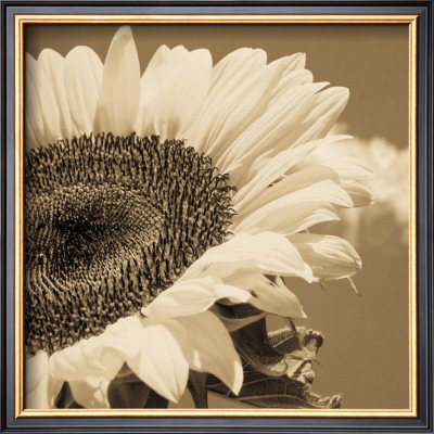 Sepia Sunflower I by Jean-Francois Dupuis Pricing Limited Edition Print image