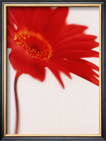Gerbera, Bright Red On White (Detail) by Michael Banks Pricing Limited Edition Print image