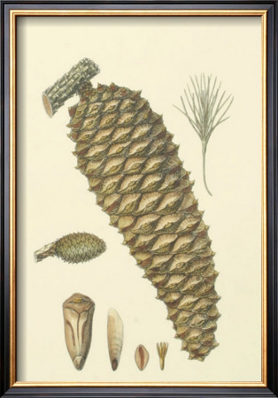 Woodland Pinecones Iv by Silva Pricing Limited Edition Print image