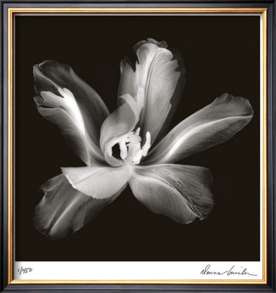 Radiant Tulip Iv by Donna Geissler Pricing Limited Edition Print image