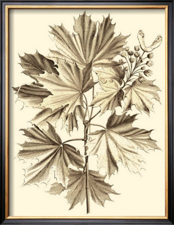 Sepia Munting Foliage V by Abraham Munting Pricing Limited Edition Print image