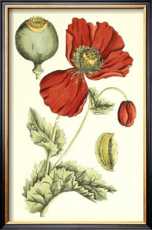 Poppy Blooms Ii by Elizabeth Blackwell Pricing Limited Edition Print image