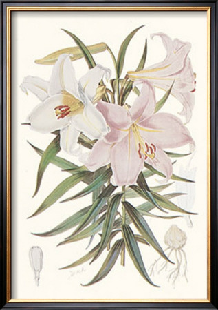 Kramer's Lily by Walter H. Fitch Pricing Limited Edition Print image