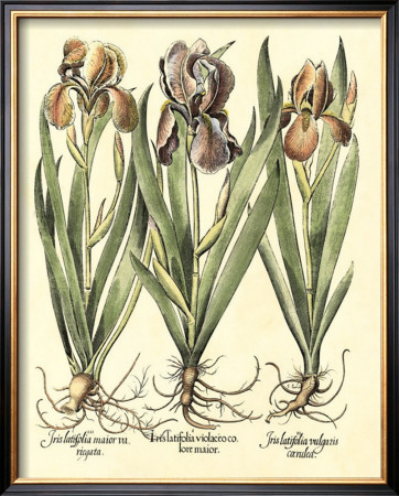 Bulb Garden Ii by Basilius Besler Pricing Limited Edition Print image