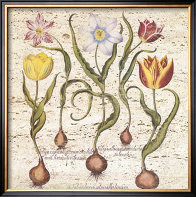 Travertine Botanicals I by Basilius Besler Pricing Limited Edition Print image