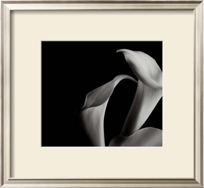 Arums by Cedric Porchez Pricing Limited Edition Print image