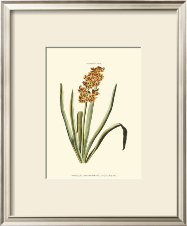 Antique Hyacinth Viii by Christoph Jacob Trew Pricing Limited Edition Print image