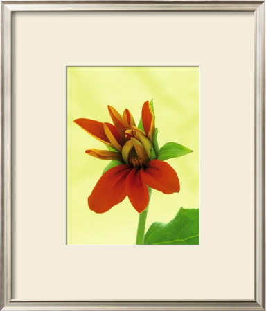 Mexican Sunflower by Wally Eberhart Pricing Limited Edition Print image