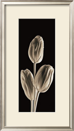 Tulips by Michael Harrison Pricing Limited Edition Print image