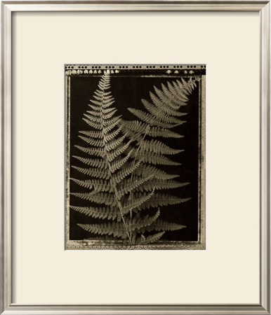 Open Ferns by Lynne Jaeger Weinstein Pricing Limited Edition Print image