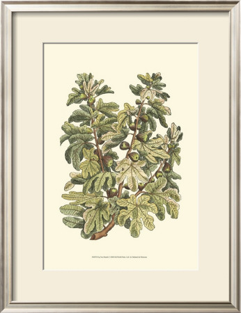 Fig Tree Branch by Henri Du Monceau Pricing Limited Edition Print image