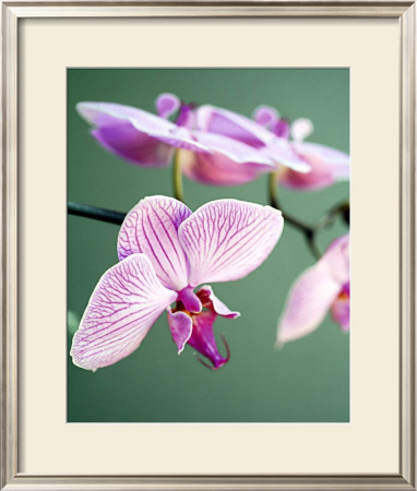 Pink Orchid by Amelie Vuillon Pricing Limited Edition Print image